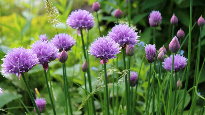 4" Chef Jeff's Herbs Chives