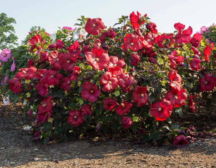 Hibiscus Head Over Heels