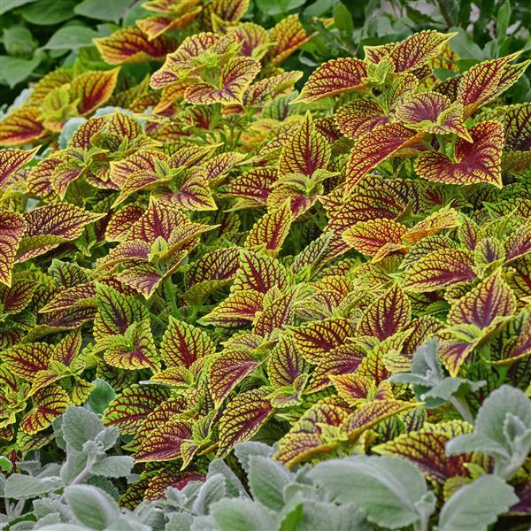 Coleus Charged Up Coleosaurus NEW 2025