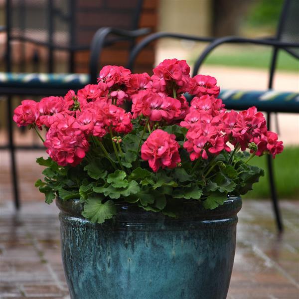 Geraniums