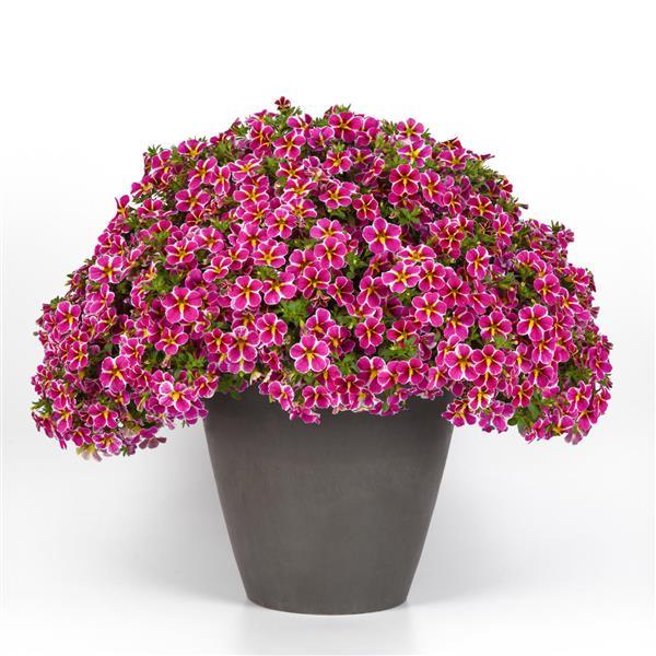 Calibrachoa Cha-Cha Electric Pink NEW 2025