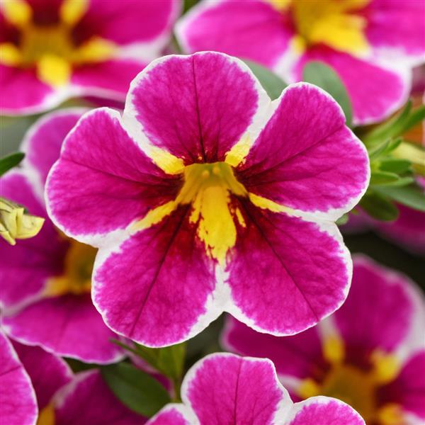 Calibrachoa Cha-Cha Electric Pink NEW 2025