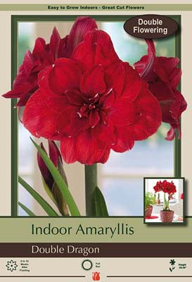 Hippeastrum (Amaryllis) Double Dragon Bulb