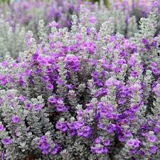 'Microburst' Texas Sage – Little Red Nursery, LLC