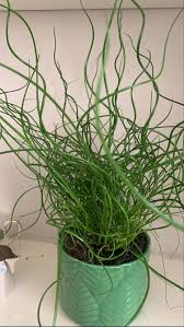 JUNCUS SPIRALIS