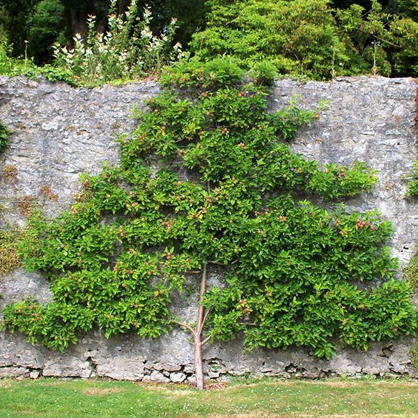 Malus domestica 'Granny Smith' Apple Espalier