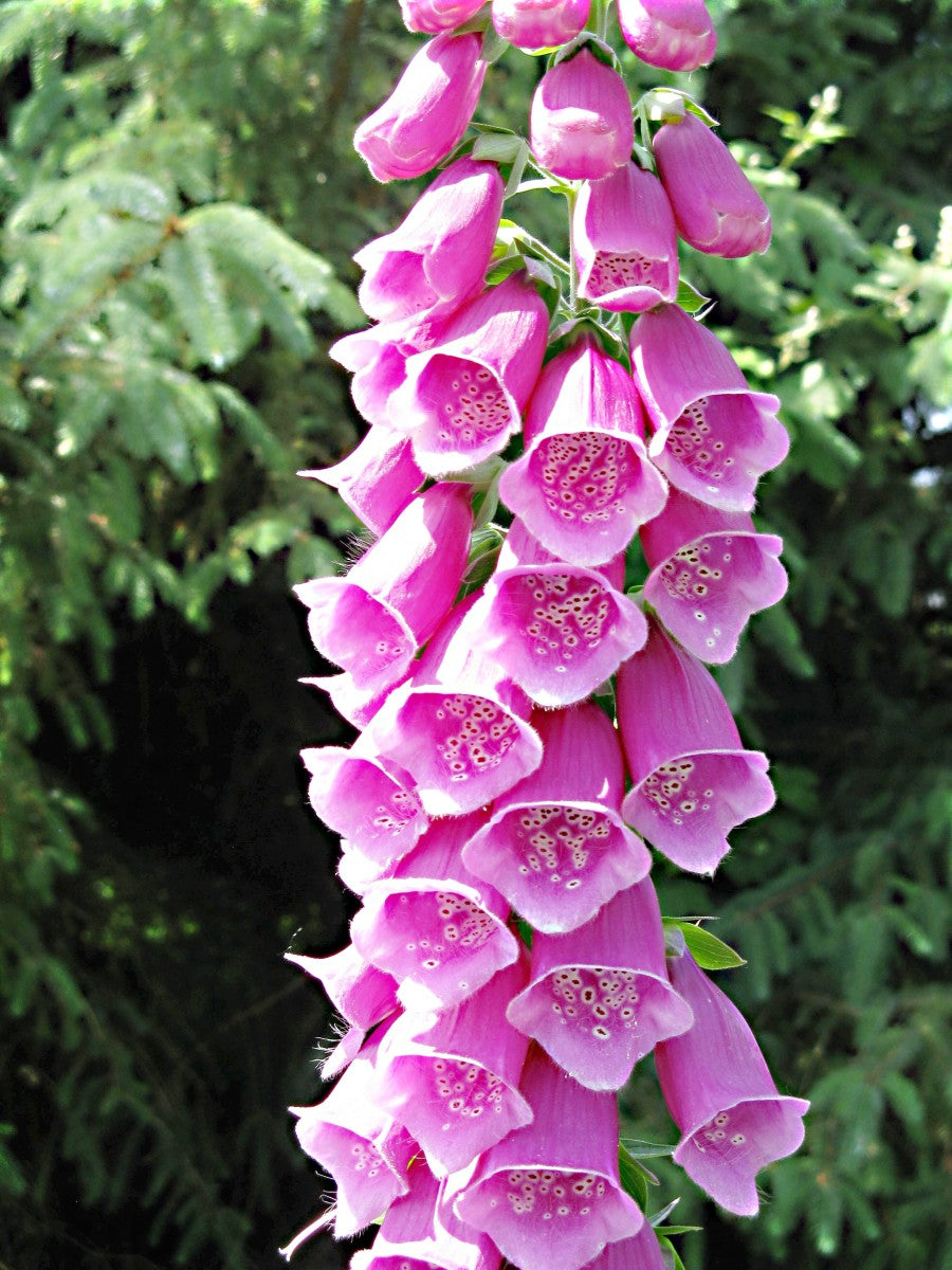 Digitalis