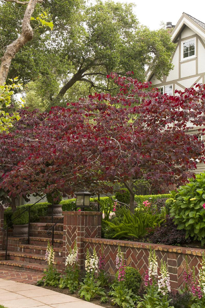 Forest Pansy Redbud