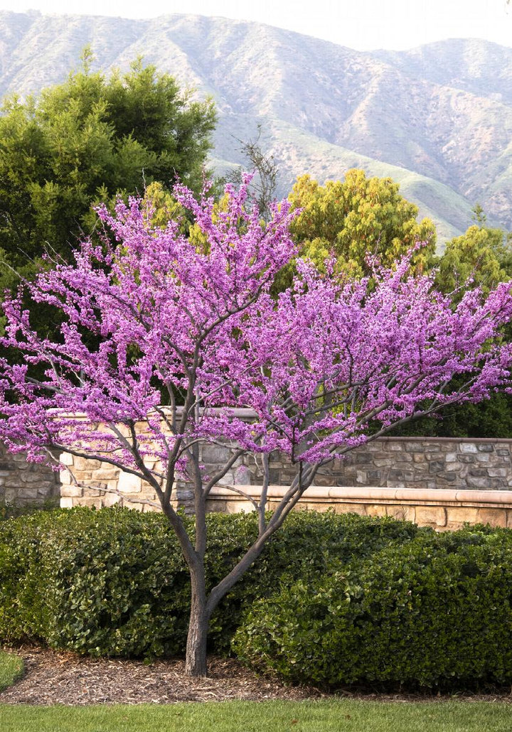 Forest Pansy Redbud