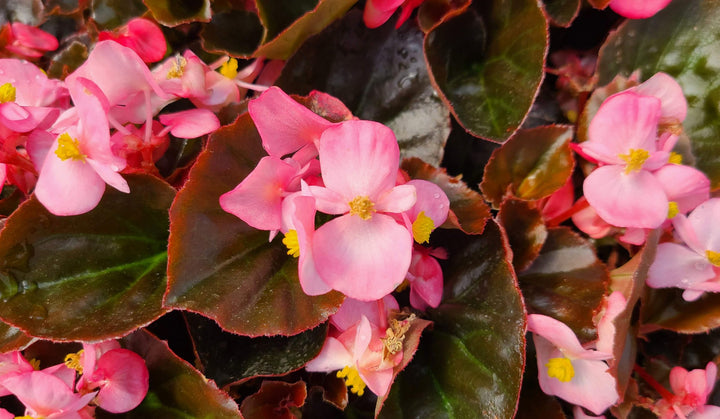 Begonia Bronze