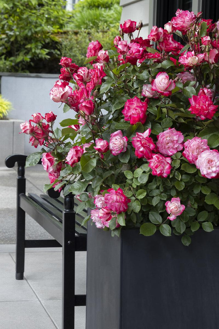 Grace N' Grit™ Pink BiColor Shrub Rose