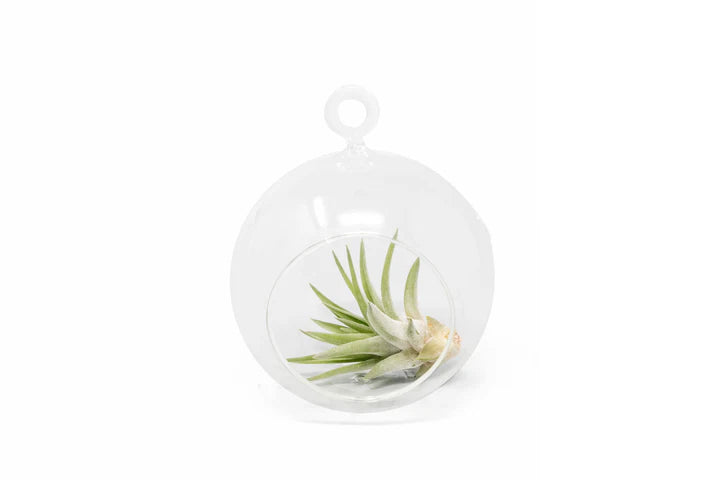 Hanging Round Glass Globe Terrarium