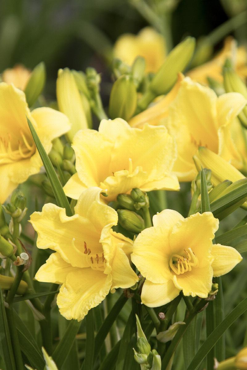 Happy Returns Dwarf Daylily