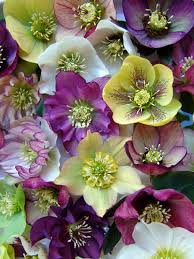 Helleborus