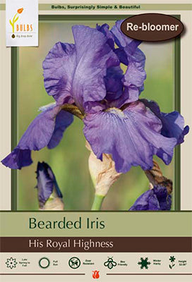 Iris His Royal Highness #1 Bulb