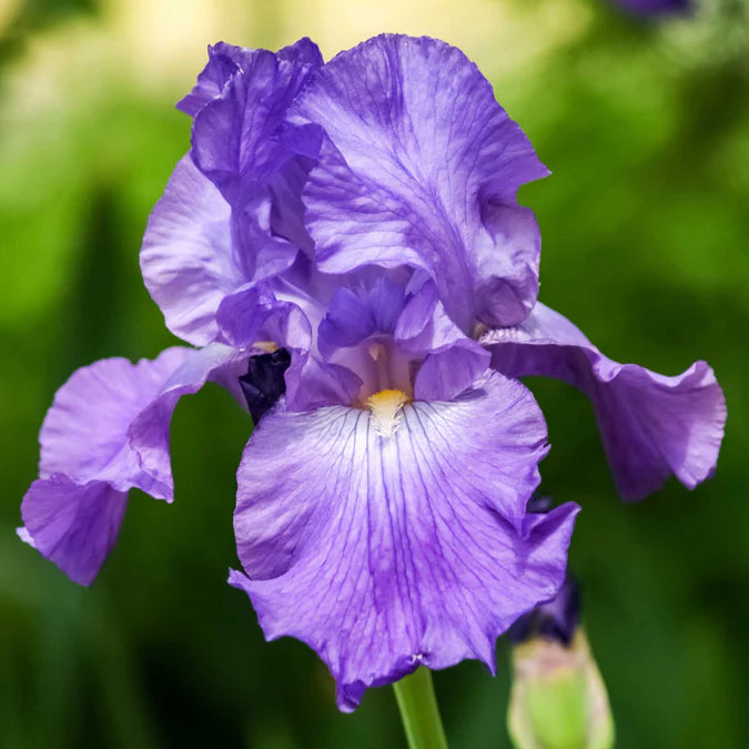 Iris His Royal Highness #1 Bulb