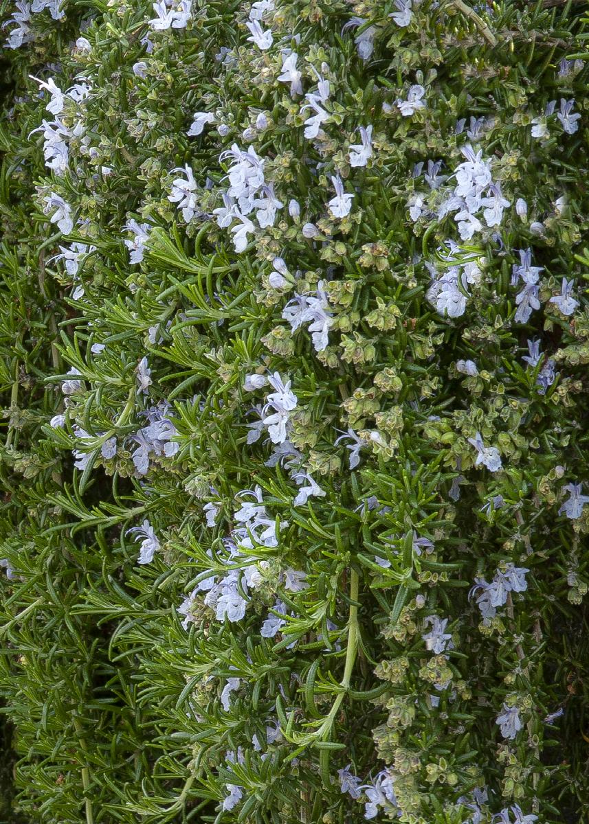 Huntington Carpet Rosemary