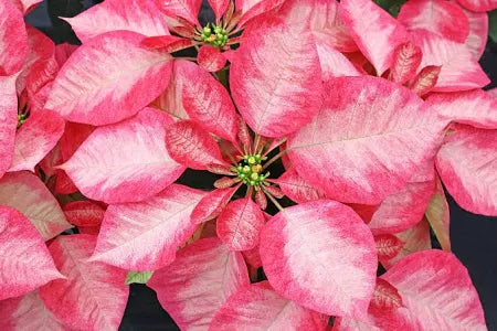 Poinsettia