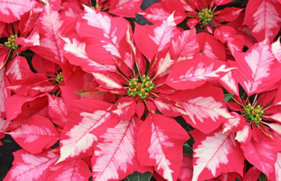 Poinsettia