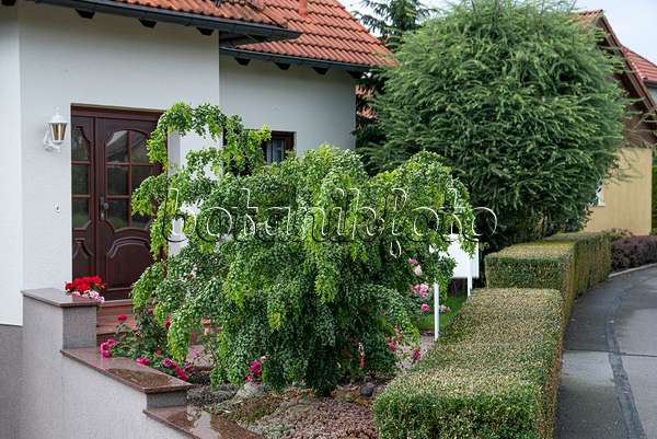 Robinia Twisty Baby Honeylocust