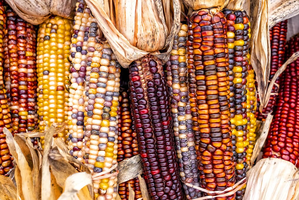 INDIAN CORN