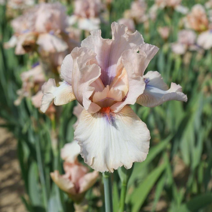 Iris Germanica Concertina #1 Bulb