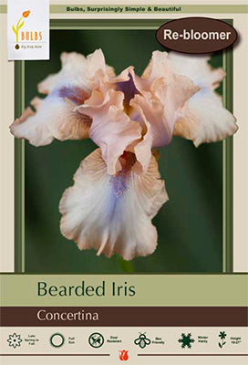 Iris Germanica Concertina #1 Bulb