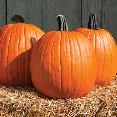 JACK O'LANTERN PUMPKINS