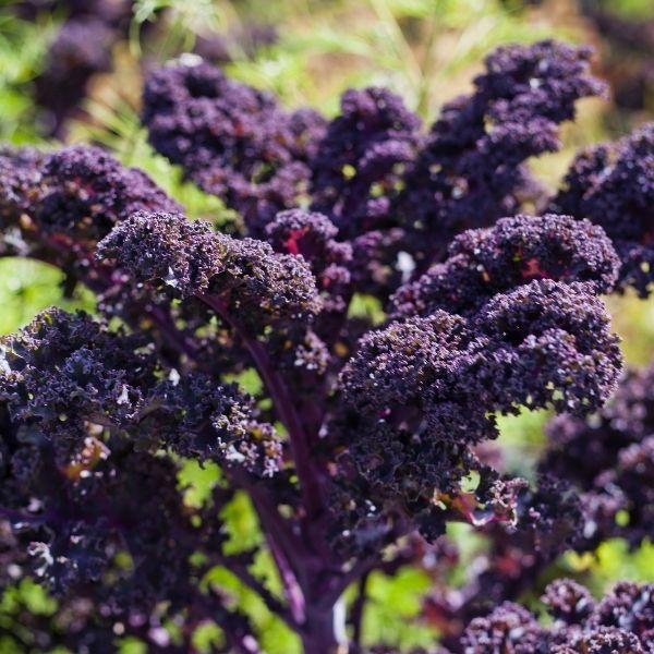 Ornamental Cabbage & Kale