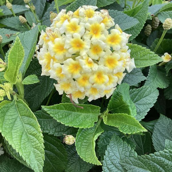 Lantana Landmark Sunrise Rose / Shamrock Glow / Gold