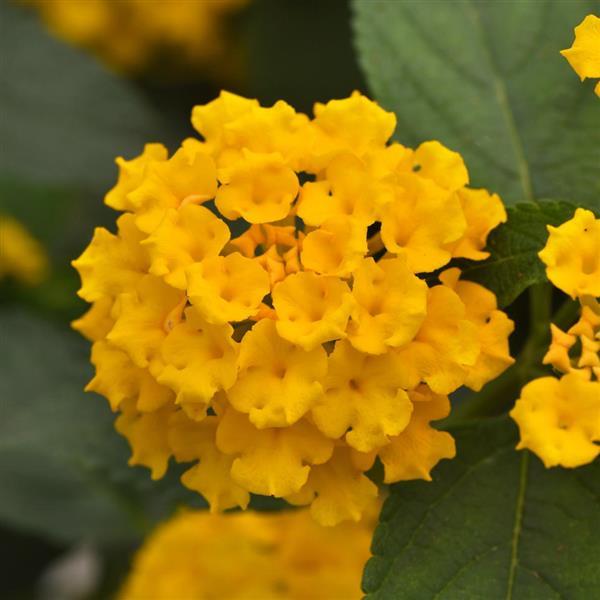 Lantana Landmark Sunrise Rose / Shamrock Glow / Gold