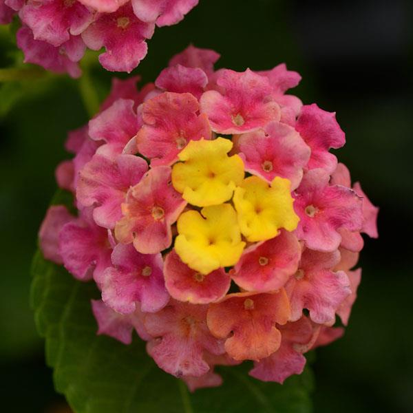 Lantana Landmark Sunrise Rose / Shamrock Glow / Gold