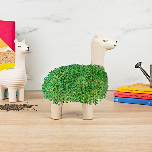 Llama Chia Planter