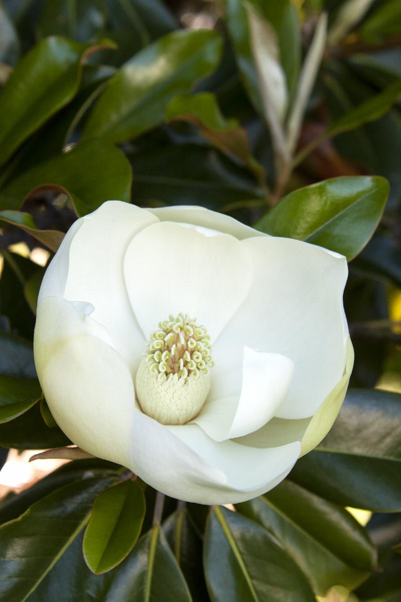 Little Gem Dwarf Southern Magnolia