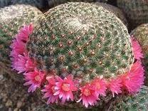 Mammillaria Huitzilopochtli