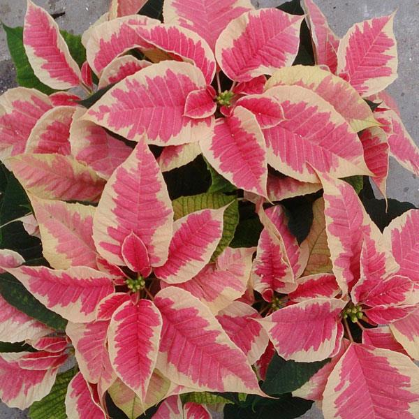 Poinsettia