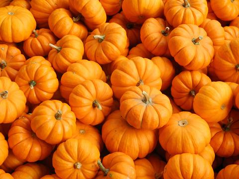 Mini Pumpkins