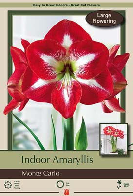 Hippeastrum (Amaryllis) Monte Carlo Bulb