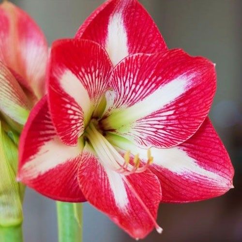 Hippeastrum (Amaryllis) Monte Carlo Bulb