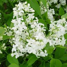 Lilac Syringa