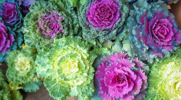 Ornamental Cabbage & Kale