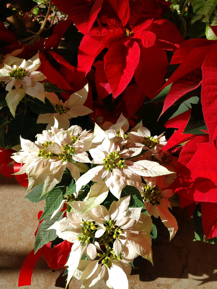 Poinsettia