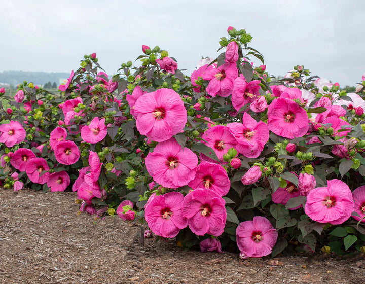 Hibiscus Head Over Heels