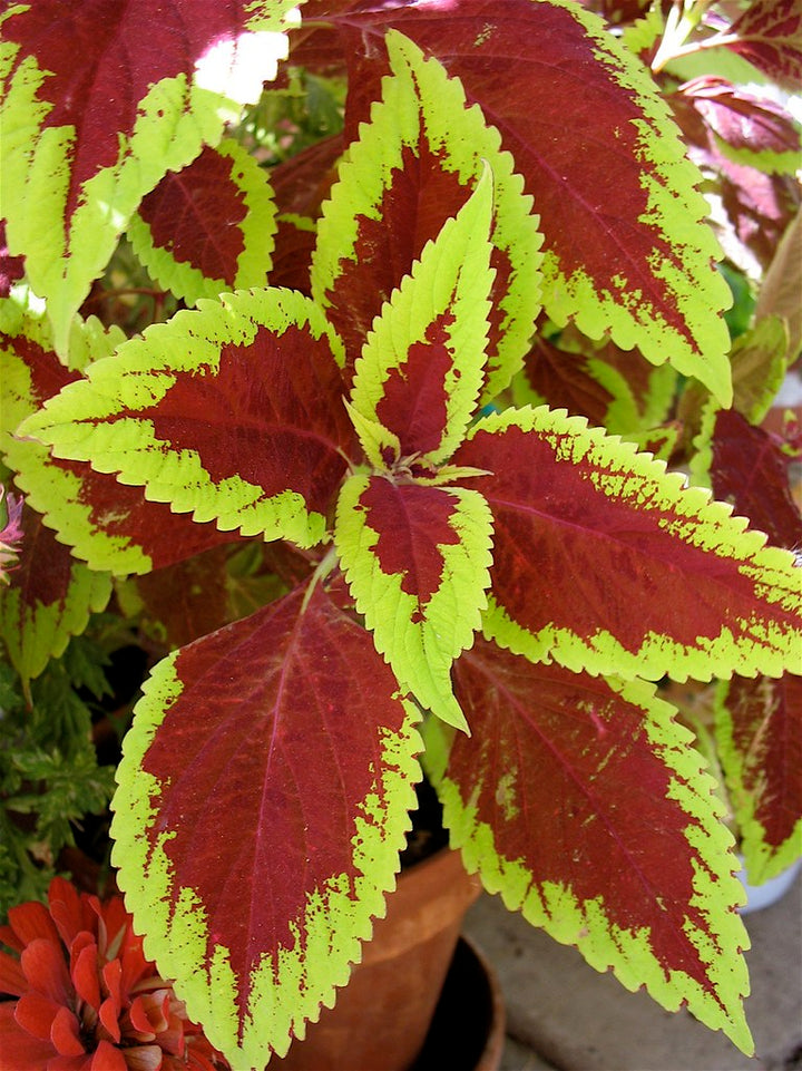 Coleus Sun Varieties