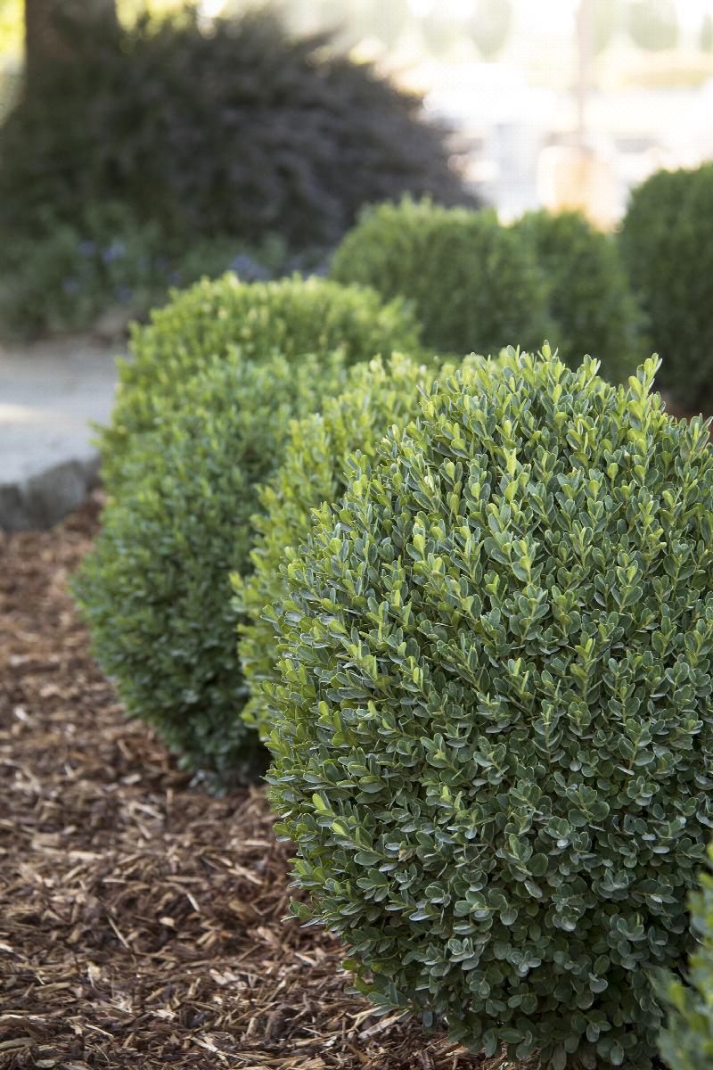 Petite Pillar® Dwarf Boxwood