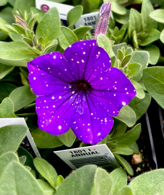 Splash Dance Bolero Blue Petunia NEW 2025