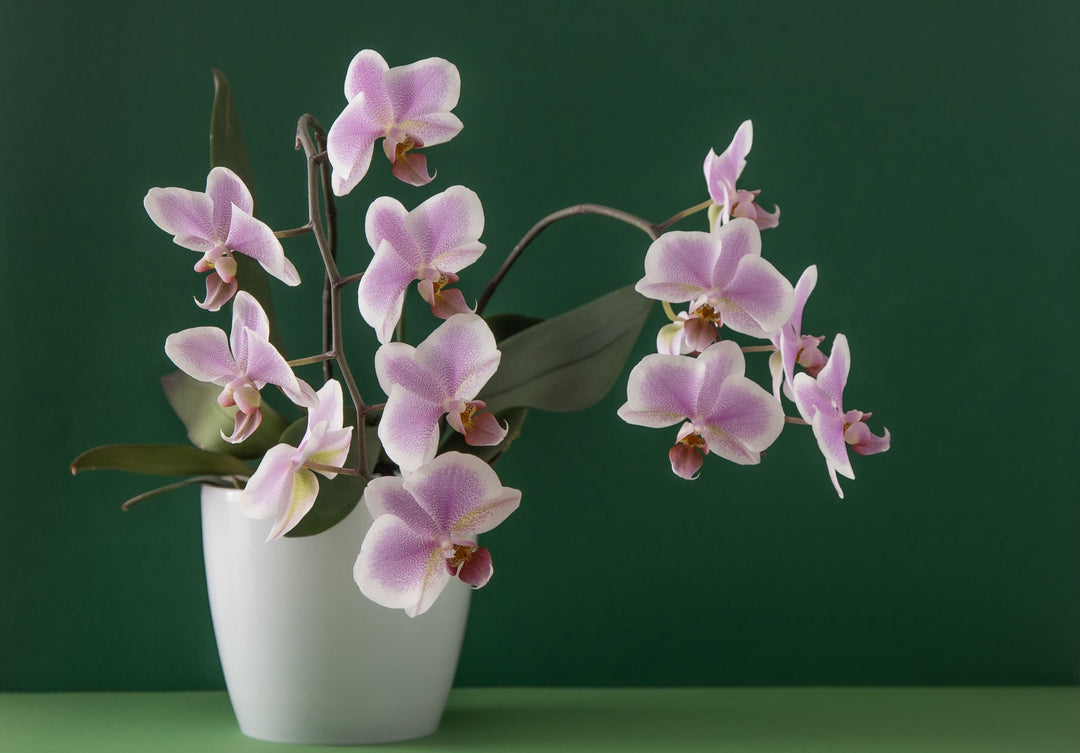 Moth Orchid - Phalaenopsis