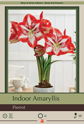 Hippeastrum (Amaryllis) Pierrot Bulb