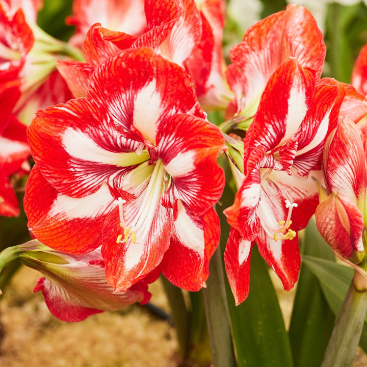 Hippeastrum (Amaryllis) Pierrot Bulb