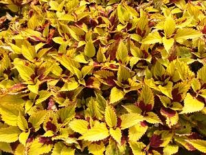 Coleus Sun Varieties